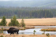 wild land with bison