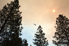 trees and helicopter