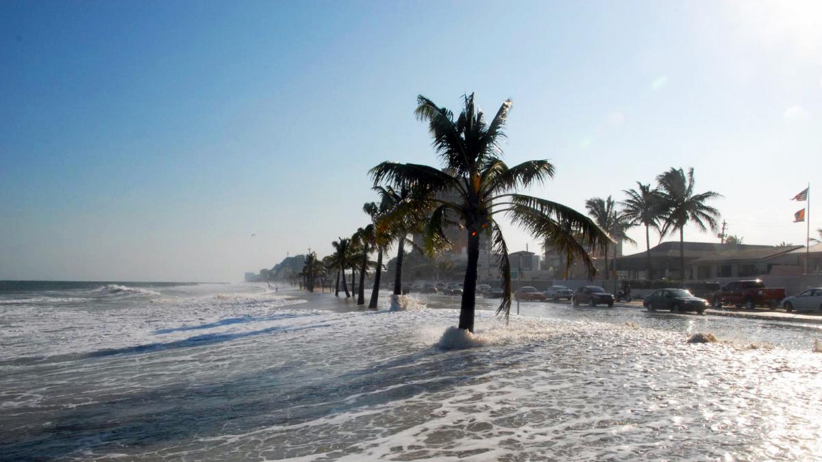 palm tree in water at beach