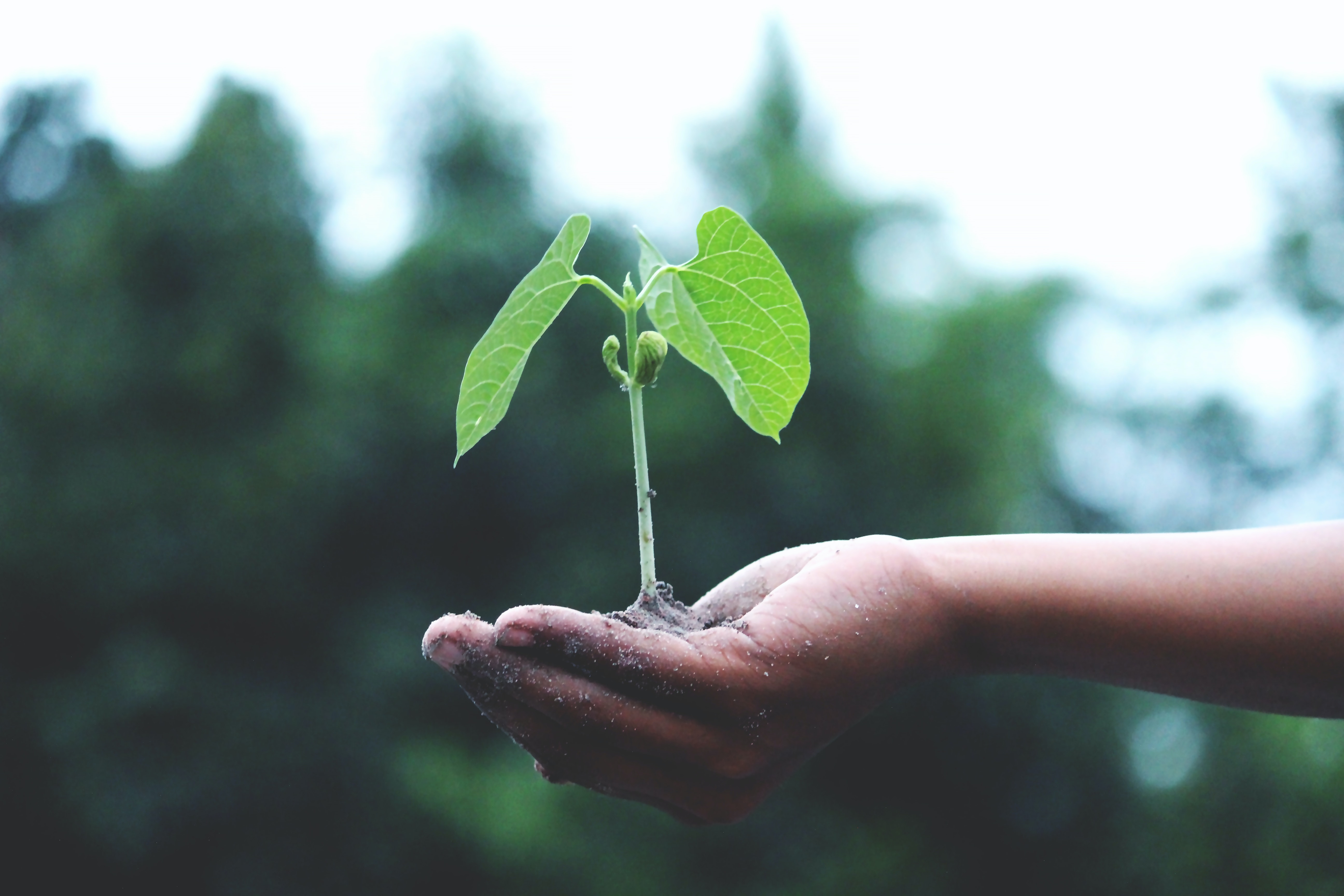 hand with plant in it