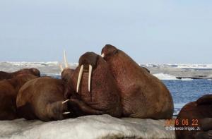 Young bull walruses resting on ice. ©Clarence Irrigoo, Jr.