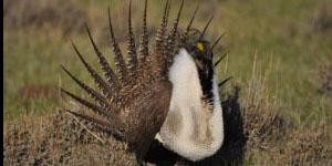 Greater Sage Grouse, (Credit: U.S. Fish and Wildlife Service HQ)